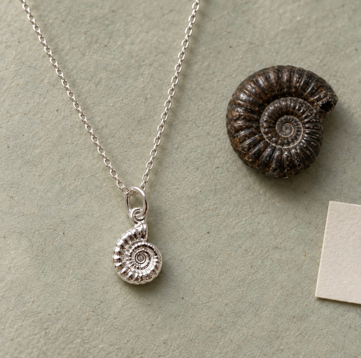 A silver necklace with a spiral ammonite shell pendant, displayed on a textured sage green background next to a real ammonite fossil.
